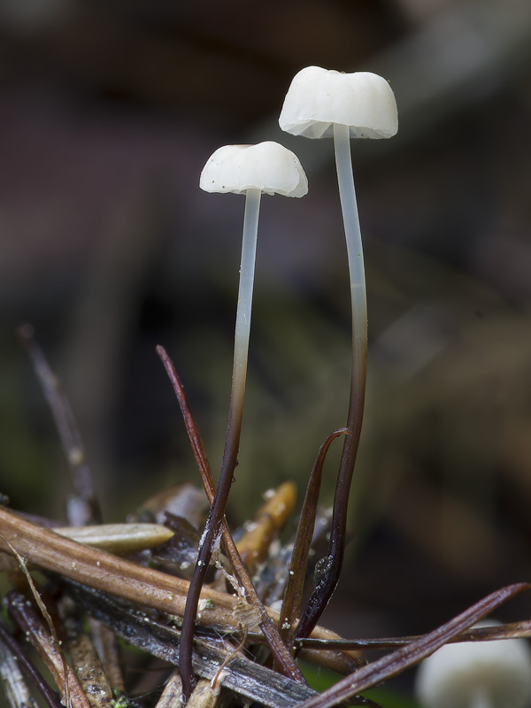 Marasmius wettsteinii